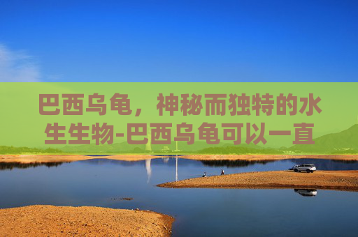 巴西乌龟，神秘而独特的水生生物-巴西乌龟可以一直泡在水里吗