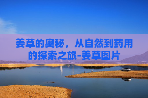 姜草的奥秘，从自然到药用的探索之旅-姜草图片