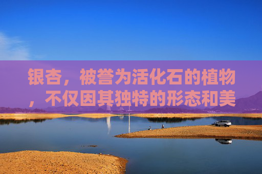 银杏，被誉为活化石的植物，不仅因其独特的形态和美丽的外观而受到人们的喜爱，更因其丰富的药用价值而备受推崇。在中医中，银杏被广泛应用于治疗多种疾病，其功效主要体现在以下几个方面，-银杏的功效与作用