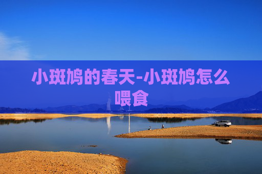 小斑鸠的春天-小斑鸠怎么喂食