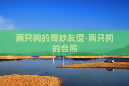 两只狗的奇妙友谊-两只狗的合照