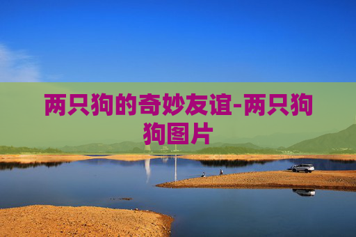 两只狗的奇妙友谊-两只狗狗图片