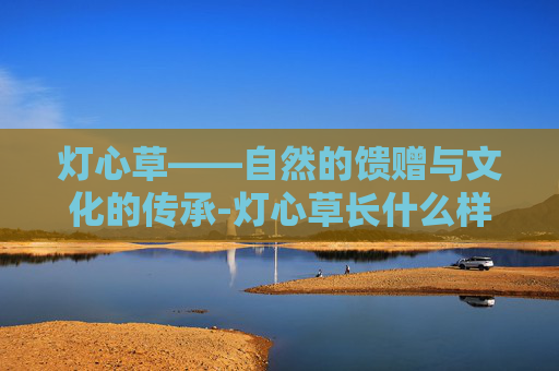 灯心草——自然的馈赠与文化的传承-灯心草长什么样图片