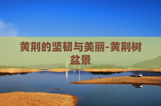 黄荆的坚韧与美丽-黄荆树盆景