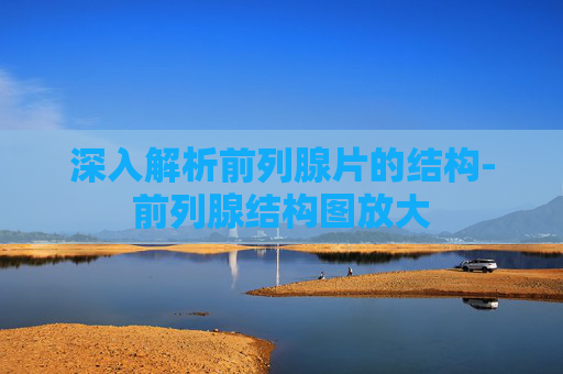 深入解析前列腺片的结构-前列腺结构图放大