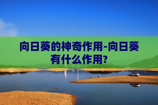 向日葵的神奇作用-向日葵有什么作用?