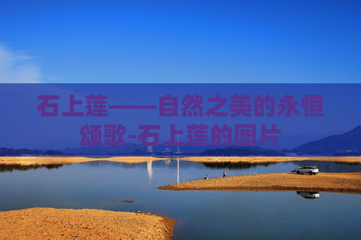 石上莲——自然之美的永恒颂歌-石上莲的图片