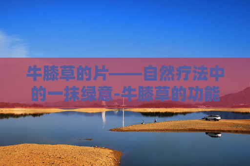 牛膝草的片——自然疗法中的一抹绿意-牛膝草的功能
