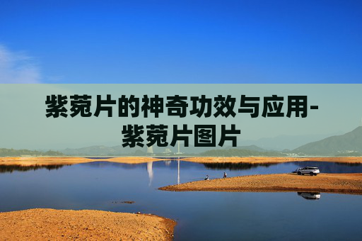 紫菀片的神奇功效与应用-紫菀片图片