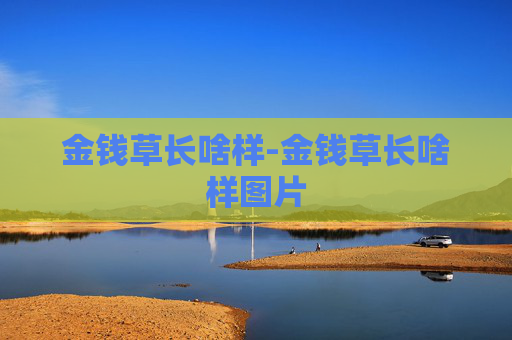 金钱草长啥样-金钱草长啥样图片