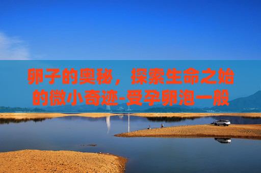 卵子的奥秘，探索生命之始的微小奇迹-受孕卵泡一般多大