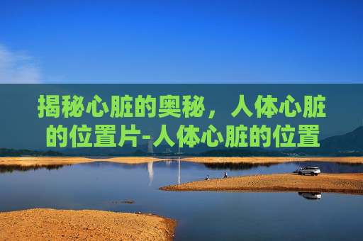 揭秘心脏的奥秘，人体心脏的位置片-人体心脏的位置在哪边