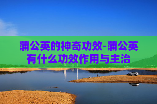 蒲公英的神奇功效-蒲公英有什么功效作用与主治