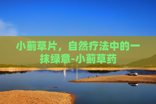 小蓟草片，自然疗法中的一抹绿意-小蓟草药