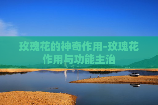玫瑰花的神奇作用-玫瑰花作用与功能主治