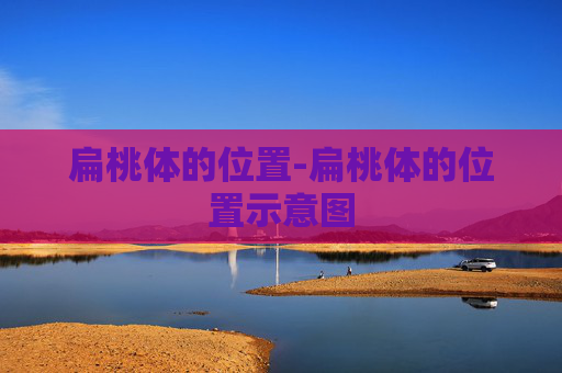 扁桃体的位置-扁桃体的位置示意图