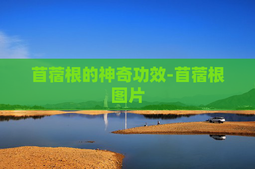 苜蓿根的神奇功效-苜蓿根图片
