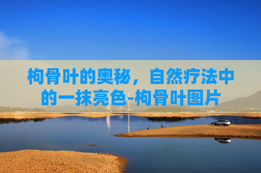 枸骨叶的奥秘，自然疗法中的一抹亮色-枸骨叶图片