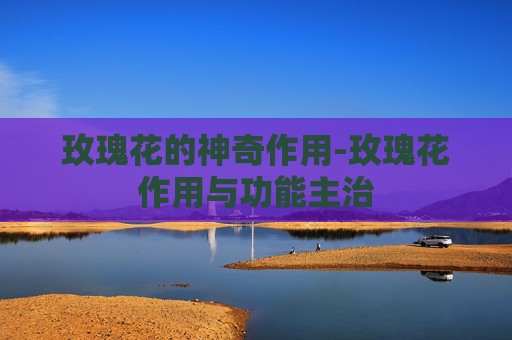 玫瑰花的神奇作用-玫瑰花作用与功能主治