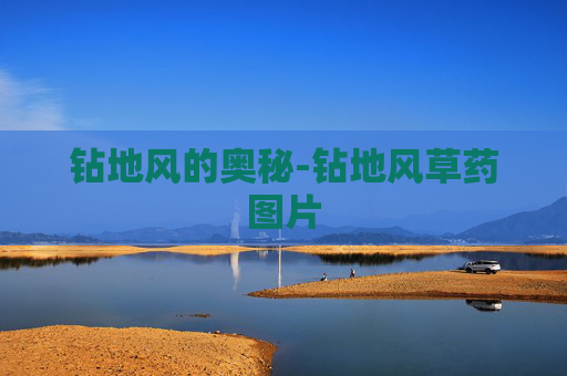 钻地风的奥秘-钻地风草药图片