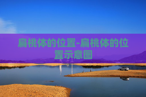 扁桃体的位置-扁桃体的位置示意图 扁桃体的位置-扁桃体的位置示意图