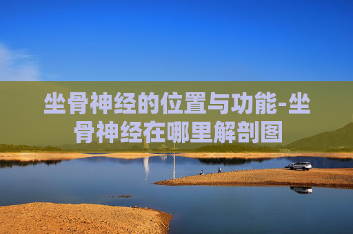 坐骨神经的位置与功能-坐骨神经在哪里解剖图