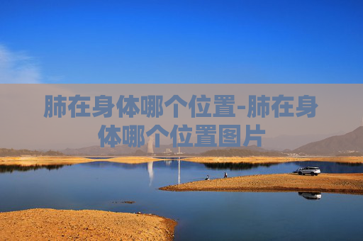 肺在身体哪个位置-肺在身体哪个位置图片