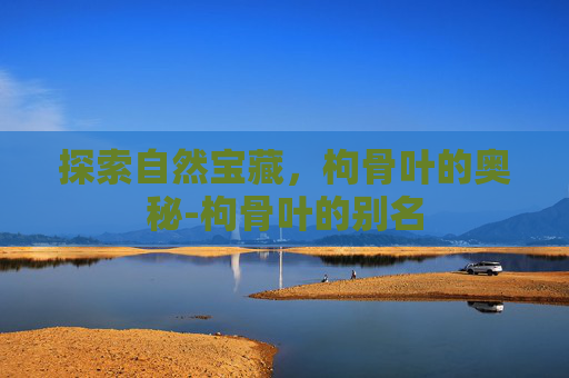 探索自然宝藏，枸骨叶的奥秘-枸骨叶的别名