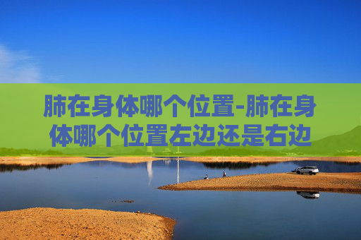 肺在身体哪个位置-肺在身体哪个位置左边还是右边