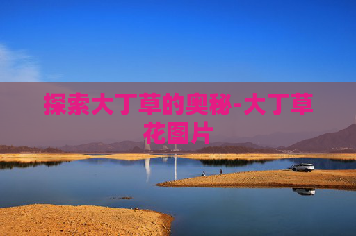 探索大丁草的奥秘-大丁草花图片