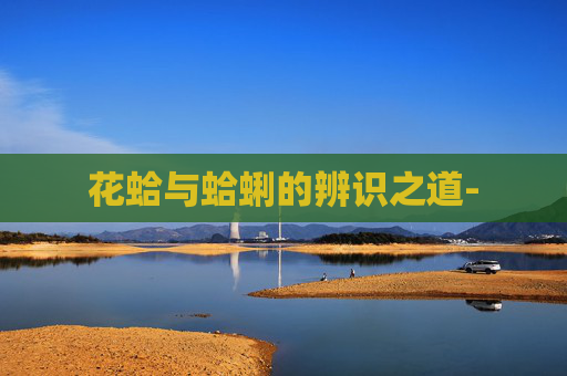花蛤与蛤蜊的辨识之道-