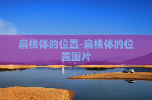 扁桃体的位置-扁桃体的位置图片
