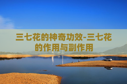 三七花的神奇功效-三七花的作用与副作用