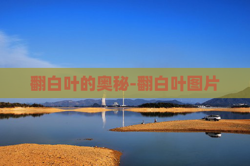 翻白叶的奥秘-翻白叶图片