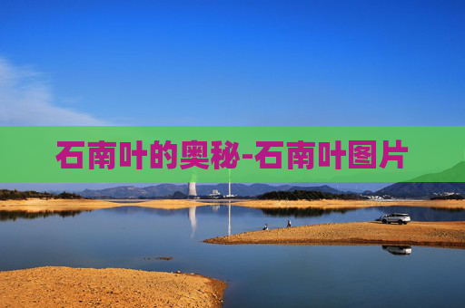 石南叶的奥秘-石南叶图片