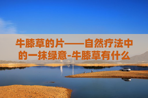 牛膝草的片——自然疗法中的一抹绿意-牛膝草有什么药效