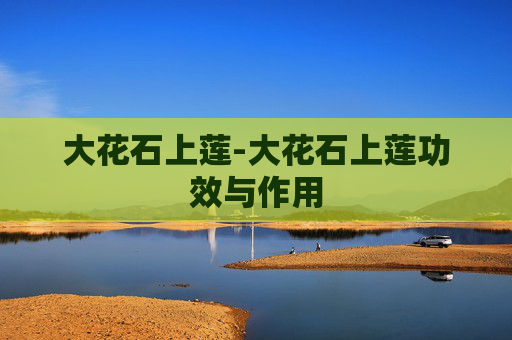 大花石上莲-大花石上莲功效与作用