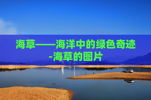 海草——海洋中的绿色奇迹-海草的图片