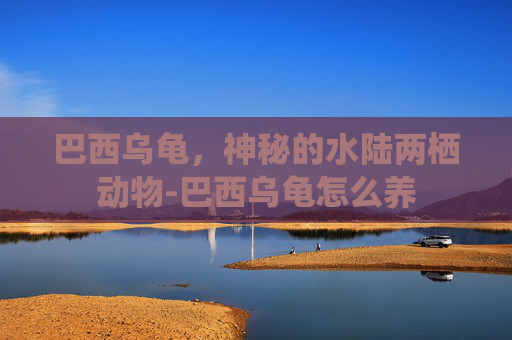 巴西乌龟，神秘的水陆两栖动物-巴西乌龟怎么养