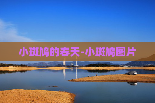小斑鸠的春天-小斑鸠图片