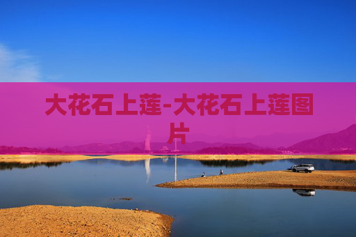 大花石上莲-大花石上莲图片
