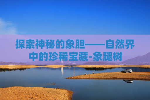 探索神秘的象胆——自然界中的珍稀宝藏-象腿树