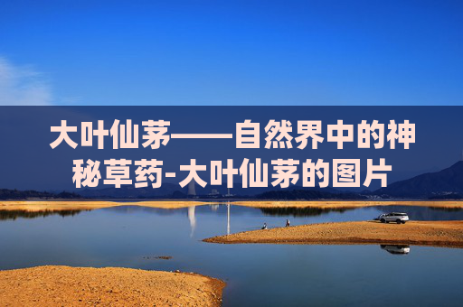 大叶仙茅——自然界中的神秘草药-大叶仙茅的图片