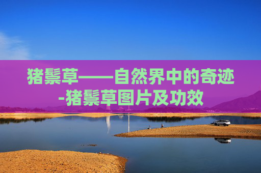 猪鬃草——自然界中的奇迹-猪鬃草图片及功效